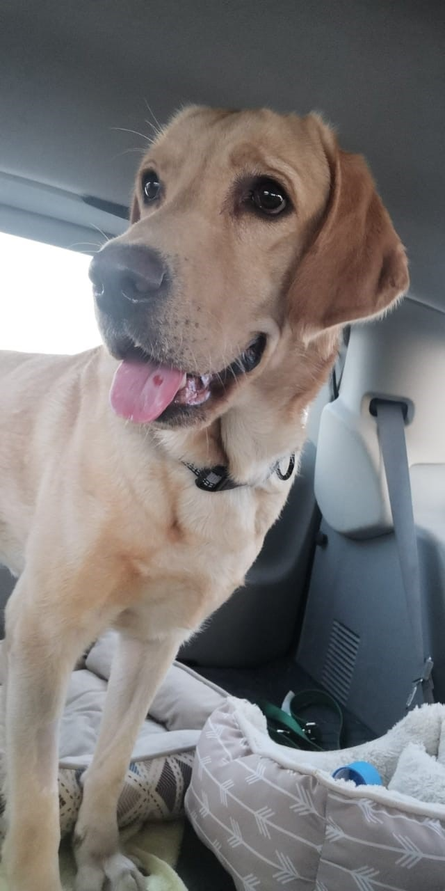 Bruno the Labrador